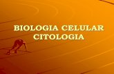 BIOLOGIA CELULAR CITOLOGIA - biologiaunsa.edu.ar · Citoplasma: citosol y partículas insolubles Ribosomas y polisomas: sitios de sintesis de proteinas Pol. R MP Cit. ... • Flagelo