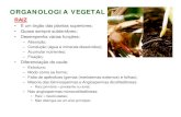 ORGANOLOGIA VEGETAL - colegiosantarosa.comcolegiosantarosa.com/downloads/Organologiavegetal.pdf · – Xilema + floema + Parênquima; • Delimitados por periciclo ... – Cutina