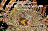 Foto de portada - Parque Katalapi Aves/Guia_Version_2_Web_ISBN.pdf · baja y al mover unas ramas para investigar, apareció el nido. ... Parque Katalapi (w,w,w) tiene una extensión
