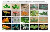 CUCURBITACEAE of the Atlantic Rainforest of … · Laboratório de Morfo-Taxonomia Vegetal, Departamento de Botânica ... Mestranda do Programa de Pós-Graduação em Biologia Vegetal