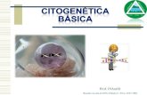 Indroducao a citogenetica - Profª IVAnéaprofiva.dominiotemporario.com/doc/aula1 - Introducao a Citogenetica... · Função: •manutenção e regeneração do organismo Uma célula-mãe