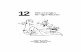 90000030-ebook-pdf - infoteca.cnptia.embrapa.br · Mosca-minadora (Liriomyza huidobrensis) Galerias formadas pelas larvas entre as epidermes superior e inferior das folhas. Murcha