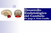 Desarrollo Embriológico del Cerebelo · Capa Del Manto y Capa Marginal Capa Marginal Capa del Manto Capa Ependimaria Cel. Neuroepiteliales —> Neuroblastos (Epitelio Seudoestratificado)
