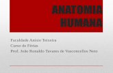 ANATOMIA HUMANA - jvasconcellos.com.brjvasconcellos.com.br/fat/wp-content/uploads/2012/08/Aula-06-AH.pdf · •Esqueleto cardíaco “Consiste de uma massa continua de tecido conjuntivo
