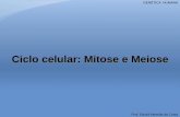 Ciclo celular: Mitose e Meiose · Ciclo celular: mitose INTERFASE A interfase está dividida em 3 períodos sucessivos: G1, S, G2. Período G1 Caracteriza-se pelo reinicio da síntese