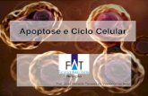 Apoptose e Ciclo Celular - jvasconcellos.com.brjvasconcellos.com.br/fat/wp-content/uploads/2011/04/Aula-08.pdf · A interfase é a maior fase do ciclo celular; Fase G 1 Fase G 2 Fase