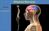 Biologia - blog.cpbedu.meblog.cpbedu.me/.../sites/273/2017/11/Aula-Sistema-Nervoso-2.pdf · Sistema Nervoso 1) Introdução ... o Regulador da homeostase corporal o Temperatura o