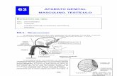 63 APARATO GENITAL MASCULINO. TESTÍCULOmural.uv.es/monavi/disco/segundo/histologia/Tema63.pdf · colágeno, fibroblastos y células mioides peritubulares, que son células musculares