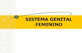 SISTEMA GENITAL FEMININO - … · Cérvix ou Colo . Camadas do Útero Endométrio Miométrio Perimétrio. VAGINA Conceito Estruturas Fórnice ... Morfologia Externa da Mama Forma