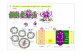 Estrutura e organiza o dos pigmentos fotossint ticosccbio.fc.ul.pt/files2ano/BM_NM4_0809.pdf · e Estrutura e organiza o dos pigmentos fotossint ticos. Fotoss ntese Bacteriana e Estrutura