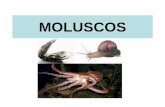 MOLUSCOS - blog.cpbedu.meblog.cpbedu.me/.../wp-content/uploads/sites/273/2017/08/Moluscos-2… · Características • Corpo não segmentado • Celomados, Protostômio, Triblásticos