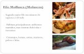 Filo Mollusca (Moluscos) - …repositorio.geracaoweb.com.br/20111110_082725zoologia3.pdf · Características gerais Celomados Triblásticos Corpo geralmente dividido em cabeça, pé