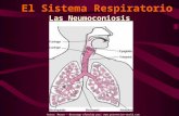 Presentación de PowerPoint - Saúde e Trabalho Online …€¦ · PPT file · Web view2007-07-12 · El Sistema Respiratorio Las Neumoconiosis ANATOMÍA MICROSCÓPICA Riesgo presentar