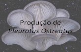 Produção de Pleurotus Ostreatus - micosylva.com · •Os cogumelos devem ser cortados pela base. •O chapéu tem um diâmetro que varia de 5 a 20 cm e deve ser colhido ainda com