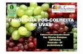 FISIOLOGIA PÓSFISIOLOGIA PÓS--COLHEITA … Pos colheita uva... · Perda da compartimentação celular Redução na vida pós-colheita Podridões Alteração na atividade enzimática