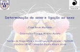 Filipe Brum Machado Orientador: Enrique Medina …uenf.br/Uenf/Downloads/LBT_1828_1193248792.pdf · Determinação do sexo e ligação ao sexo Filipe Brum Machado Orientador: Enrique