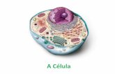 A Célulaproeducar.com.br/.../saojoseinterativo/arquivos/a_celula.pdfDescoberta da célula •As células foram descobertas pelo biólogo Robert Hooke, em 1665, que observava cortes