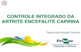 CONTROLE INTEGRADO DA ARTRITE ENCEFALITE CAPRINA …faec.org.br/novo/wp-content/uploads/2012/06/PEC-2012-final.pdf · A Artrite-Encefalite Caprina é causada por um vírus, que acomete: