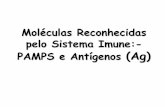 Moléculas Reconhecidas pelo Sistema Imune:- PAMPS …€¦ · Experimentos de Landsteiner II –Especificidade na Interação de Ags com o SI e com Prods. RIs. Quais seriam as razões
