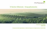 O Sector Olivícola - Enquadramento · Olivicultura em Portugal ...