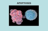APOPTOSIS - biblioceop.files.wordpress.com · del ciclo celular o apoptosis • Las células del sistema inmune autoreactivas son removidas por apoptosis • Las células infectadas