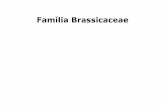 Família Brassicaceae - Almanaque do Campo esalq.pdf · HÉRNIA – Plasmodiophora brassicae-subdesenvolvimento e murcha da planta nas horas mais quentes do dia;-formação de galhas