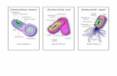 cartas2.pdf · Membrana celular z Reticulo Mitocôndria Vacúolo Citoplasma FUNGO Parede celular Bacteriófago (T -4) DNA Cápside Cauda VíRUS . rreponema pa//idum Ribossomo Plasmídio