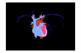 Fisiologia do Sistema Circulatório ou Cardiovascular - Sistema Cardiovascular.pdf · Fisiologia do Sistema Circulatório ou Cardiovascular Esse sistema é constituído por um fluido