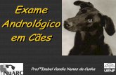 Exame Andrológico em Cães - Sistema Famatosistemafamato.org.br/site/arquivos/Exame andrologico em caes .pdf · 9Compra ou venda de reprodutores 9Seleção de doadores para o uso