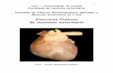 Exercícios Práticos de Anatomia Veterinária · 5 anatomia externa do coraÇÃo do bovino Ápice do coração face auricular face atrial