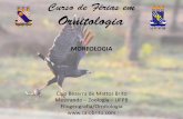 Apresentação do PowerPoint - caiobrito.com · Caio Bezerra de Mattos Brito Mestrando – Zoologia – UFPB Filogeografia/Ornitologia  MORFOLOGIA
