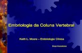 Embriologia da Coluna Vertebral - ortobook.com.brortobook.com.br/.../19/1349026375-EmbriologiadaColunaVertebral1.pdf · Embriologia da Coluna Vertebral - Na quarta semana, as células