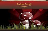 São fungos mais primitivos, formando geralmente os ...profiva.dominiotemporario.com/doc/Fungo1.pdf · Os fungos são classificados em um reino a parte pois, não produzem o próprio