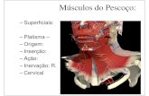 Músculos do Pescoço - enfermagemflama.weebly.comenfermagemflama.weebly.com/uploads/1/1/6/8/11687441/miologia... · Músculos pré-vertebrais • Músculo longo da cabeça – •