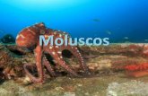 Moluscos - zaccaria.g12.br Fundamental II/Série 17... · Os moluscos têm uma composição frágil, são animais de corpo mole, mas a maioria deles possui uma concha que protege