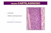 TECIDO CARTILAGINOSO - Células - Matriz Extracelular · Cartilagem Hialina: Localização: Traquéia e brônquios Esqueleto embrionário Cartilagem articular Disco Epifisário