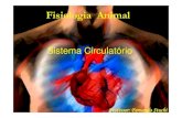 Sistema Circulatório - jesusadolescente.g12.br · através de uma estrutura chamada Forâmen de Panizza. Forâmen de Panizza Septo – ...