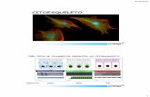 Apresentação do PowerPoint - UNESP: Câmpus de Botucatu · 4/10/2012 15 Miofibrila Músculo estriado Outras proteínas do citoesqueleto com funções similares à desmina: vinculina,
