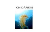 CNIDÁRIOS - curcepenem.files.wordpress.com · CARACTERIZAÇÃO GERAL •A água-viva, a caravela, a hidra e os corais são alguns exemplos de celenterados.
