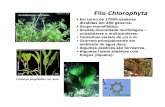Acetabularia calyculus Filo Chlorophyta - UENFuenf.br/Uenf/Downloads/LBT_3660_1242747849.pdf · encontra-se em águas tropicais e sub-tropicais, fazendo parte do bentos. ... Evolução