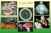 O que são? - Professor | PUC Goiásprofessor.pucgoias.edu.br/SiteDocente/admin/arquivosUpload/10102... · Reino: Fungi . Características ... *Unicelulares: leveduras *Pluricelulares: