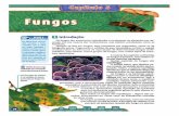 Full page photo - e-conhecimento.com.br · leveduras. Quando se fala em fungos, logo pensamos em cogumelos, como os da ... formam um reino dßtinto e mais pråxjmo dos animais do
