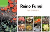 Apresentação do PowerPoint - censa.edu.br FUNGI 1.pdf · leveduras, mais a maior ... (micoses p.e.) Reino Fungi Micose . Nutrição dos Fungos ... •Os fungos que servem diretamente
