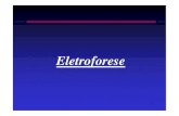 Eletroforese · 2 Eletroforese É um processo que consiste na separação dos componentes de um sistema através da aplicação de um campo elétrico. É usado para separar e analisar