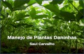Manejo de Plantas Daninhas - saulcarvalho.com.br · Plantas daninhas são pioneiras no processo de sucessão ecológica secundária da vegetação, do qual ... Angiospermas Folhas