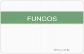 FUNGOS Aula 7 - wbio.com.brwbio.com.br/wp-content/uploads/2018/02/Aula-de-fungos-Wbio.pdf · -Células com parede celular de quitina Hifas exteriorizadas forma corpo vegetativo-Bolor,