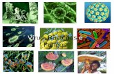 Vírus, Bactérias e Fungos - colegiodomfeliciano.com.brcolegiodomfeliciano.com.br/.../files/2015/07/Vírus_e_Bactérias.pdf · HPV Slide cedido pela Prof. Dr. Mônica Vianna “HPVcausa
