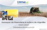 Ameaças da Ramulária à cultura do Algodão · Ameaças da Ramulária à cultura do Algodão Rafael Galbieri (rafaelgalbieri@imamt.com.br) Julho de 2017 ... cerrados brasileiro.