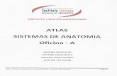 Atlas de Anatomia.pdf · Oficina de Anatomia - boca Unicless Educacional Página 4 . MÚSCULO TEMPORAL Músculo temporal Parte profunda do músculo masséter Parte superficial do