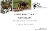 VESPA VELUTINA Nigrithorax - fnap.ptfnap.pt/web/wp-content/uploads/Fórum-2015_Controlo-da-Vespa... · •A distribuição de armadilhas para captura de fundadoras deverá ser efectuada
